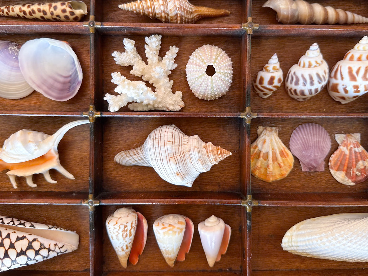 Printers Tray Shell Display