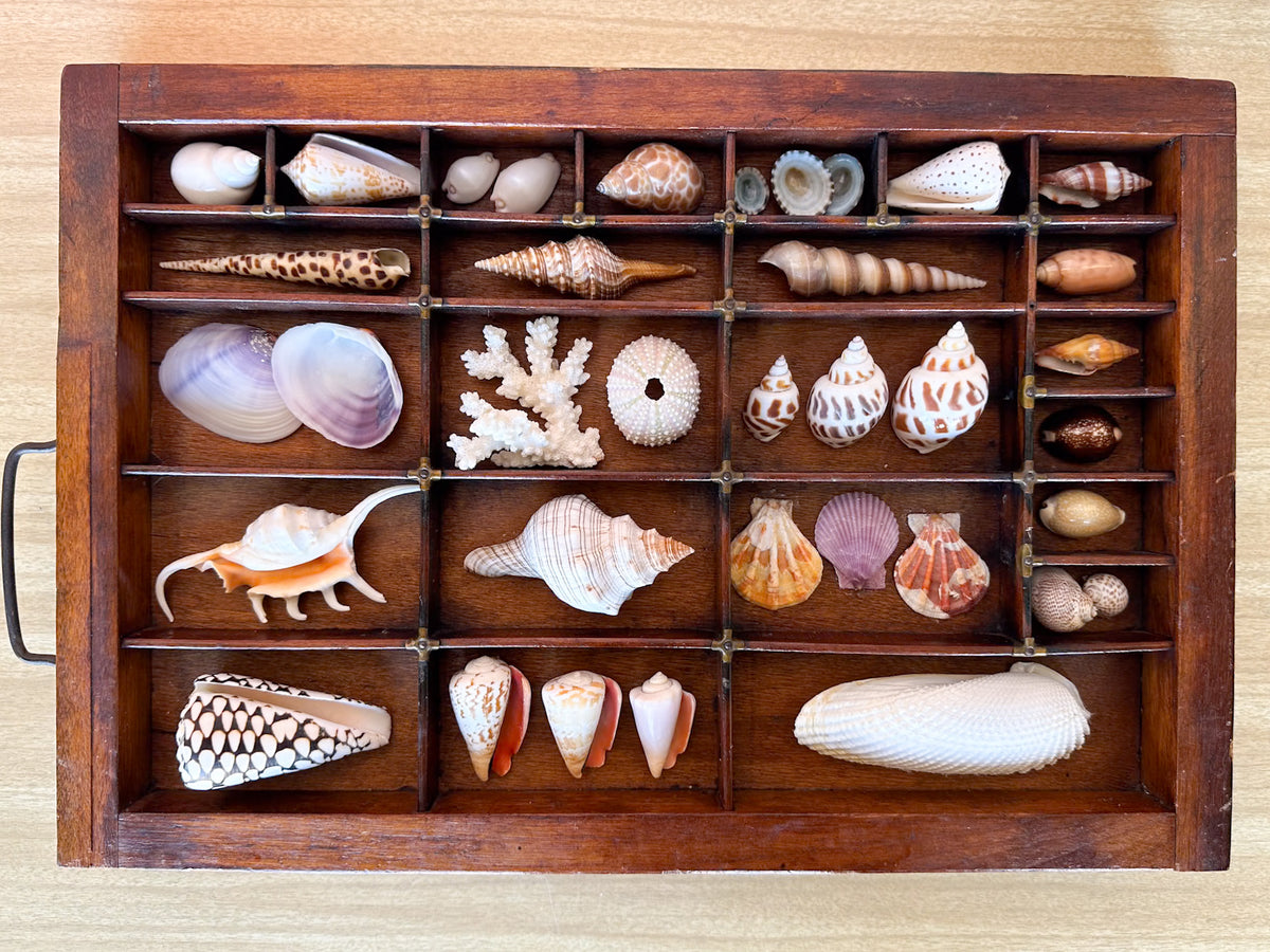 Printers Tray Shell Display