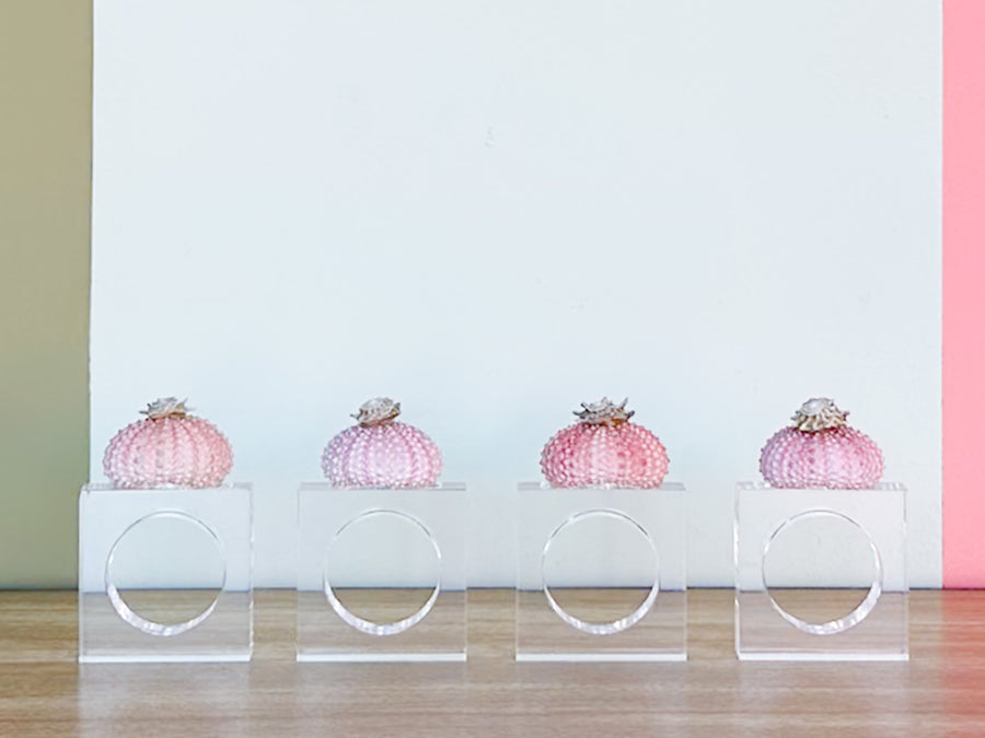 Set of Four Pink Sea Urchin Napkin Rings