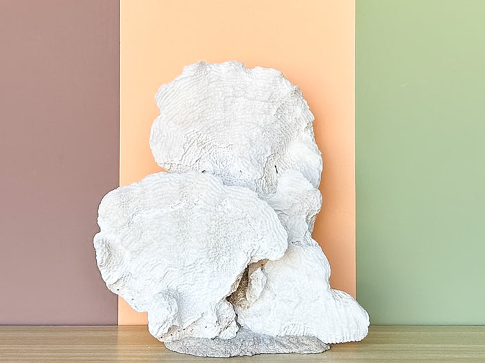Large Natural Coral