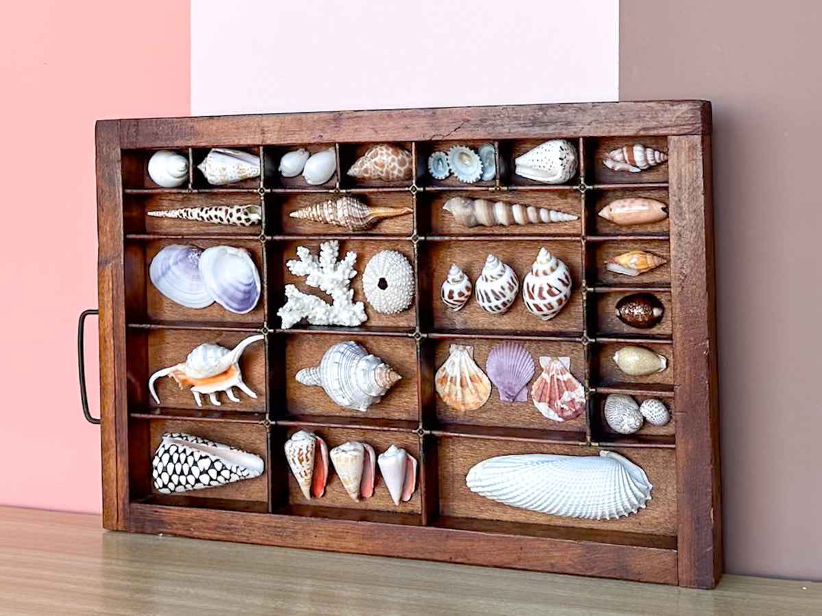 Printers Tray Shell Display