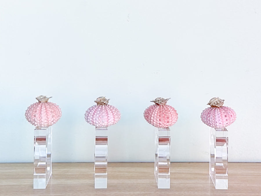 Set of Four Pink Sea Urchin Napkin Rings