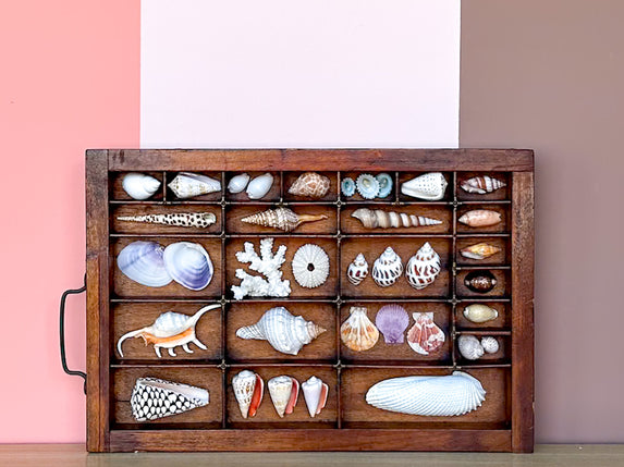 Printers Tray Shell Display