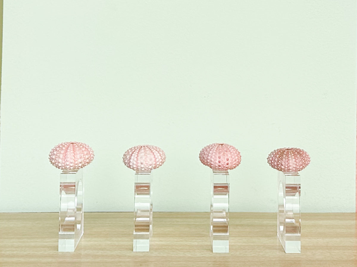 Set of Four Pink Sea Urchin Lucite Napkin Rings