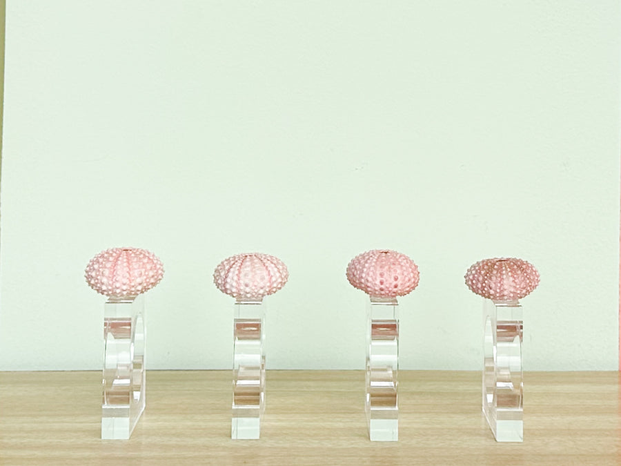 Set of Four Pink Sea Urchin Lucite Napkin Rings