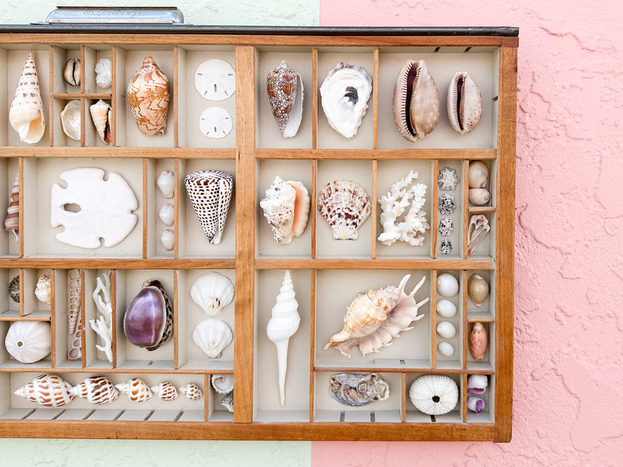 Painted Printers Tray Shell Display