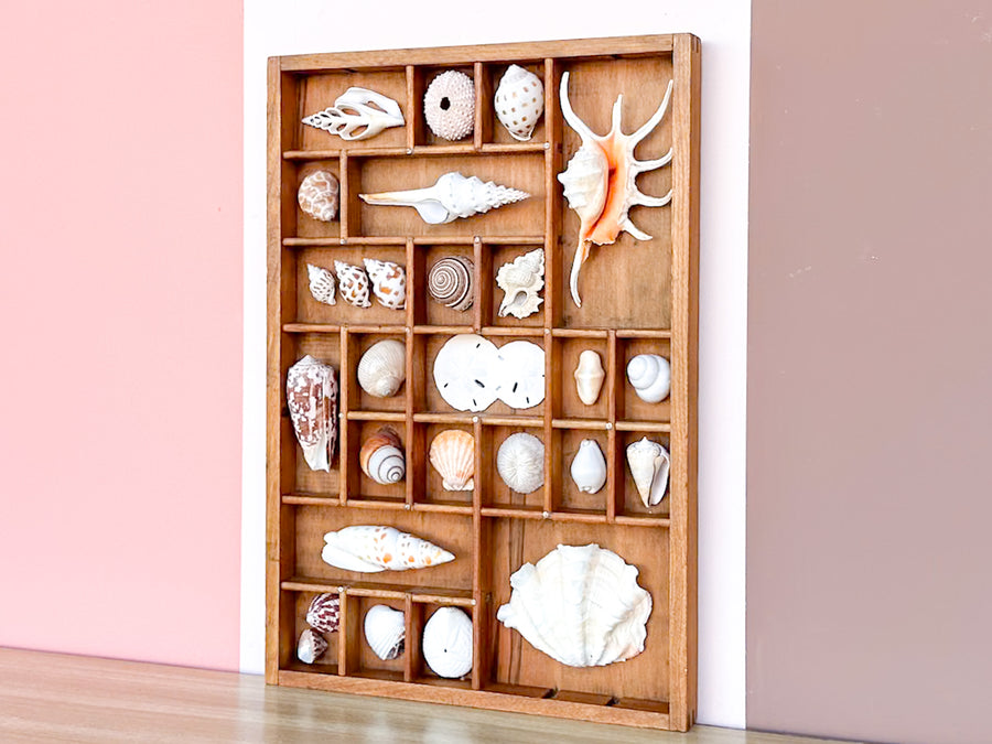 Petite Printers Tray Shell Display
