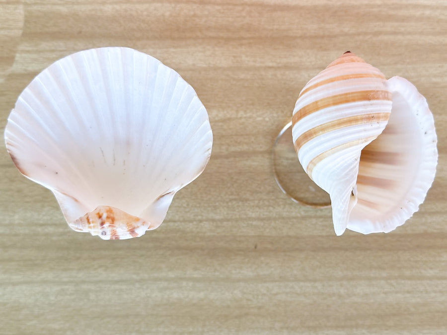 Set of Four Shell Chic Coupes