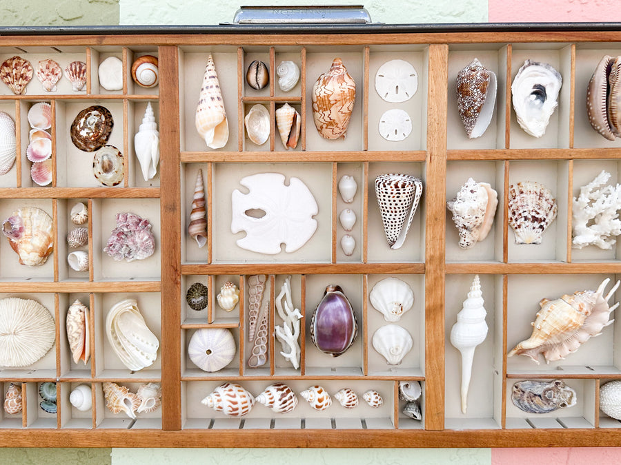 Painted Printers Tray Shell Display