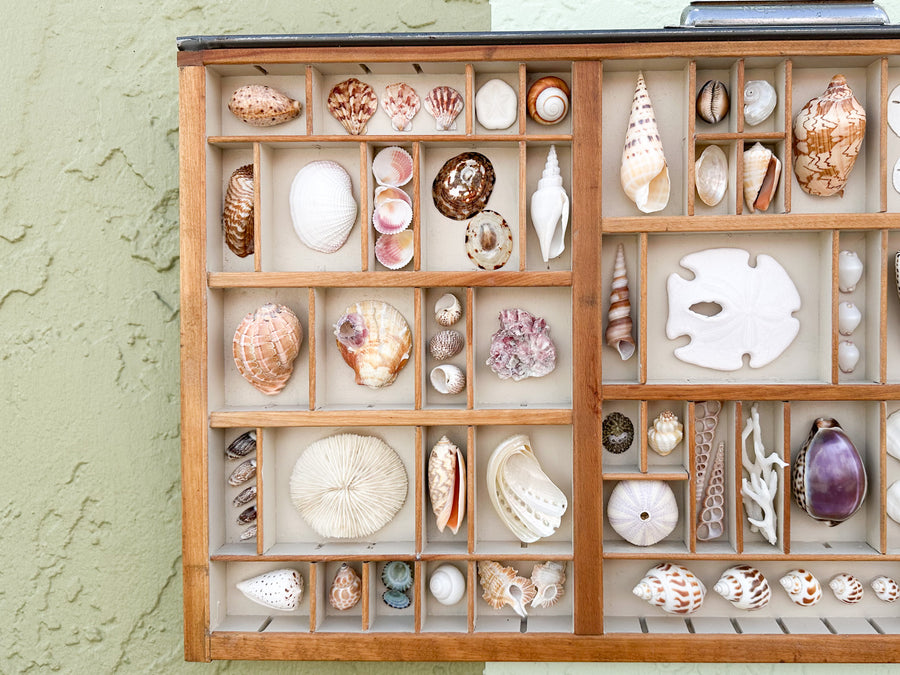 Painted Printers Tray Shell Display