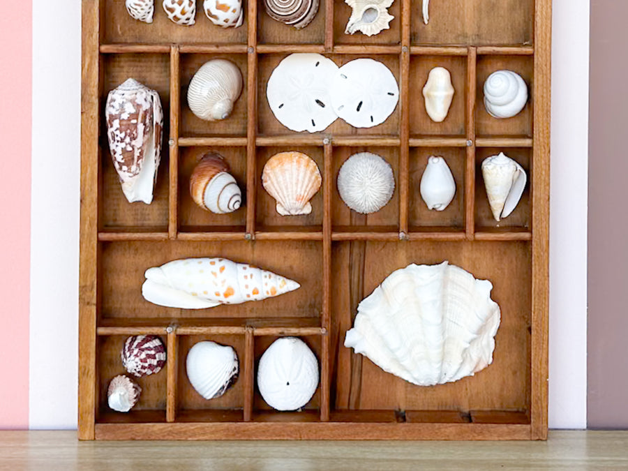 Petite Printers Tray Shell Display