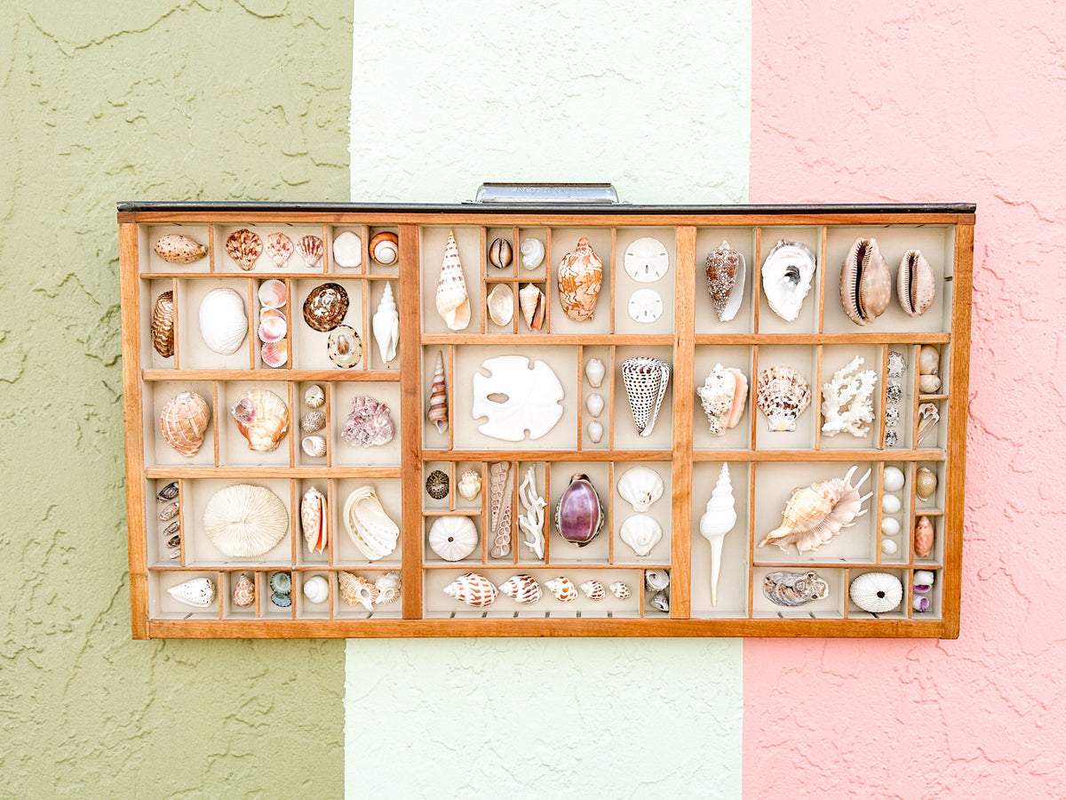 Painted Printers Tray Shell Display