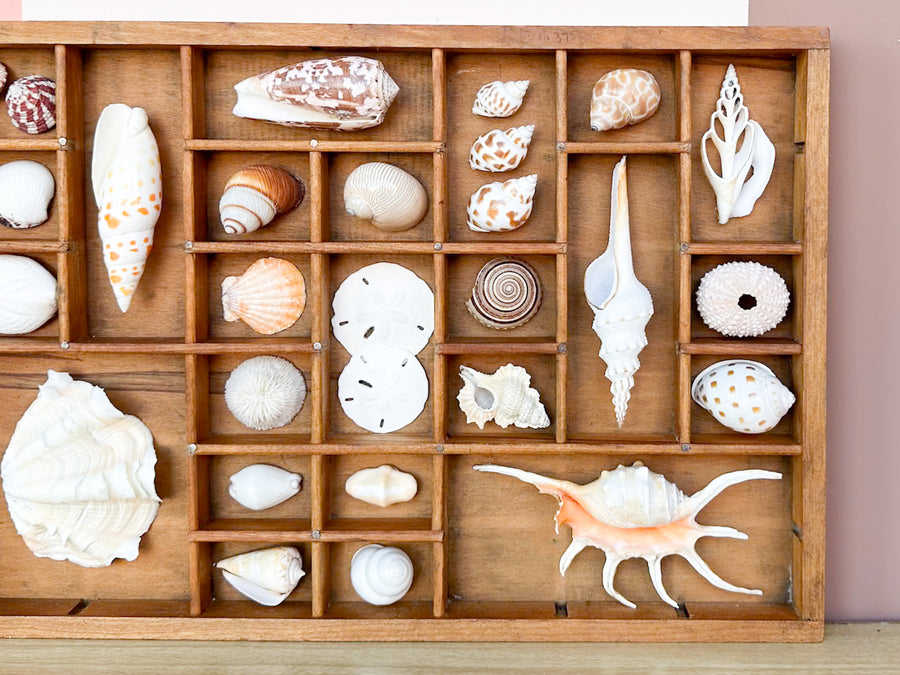 Petite Printers Tray Shell Display