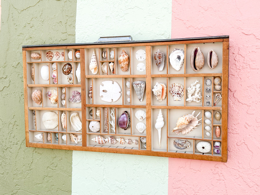 Painted Printers Tray Shell Display