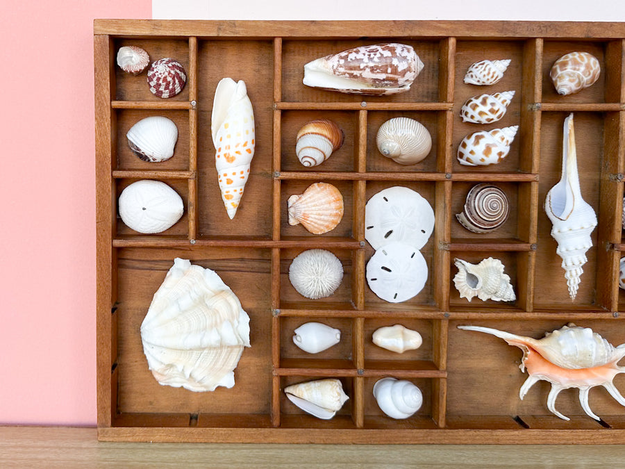 Petite Printers Tray Shell Display
