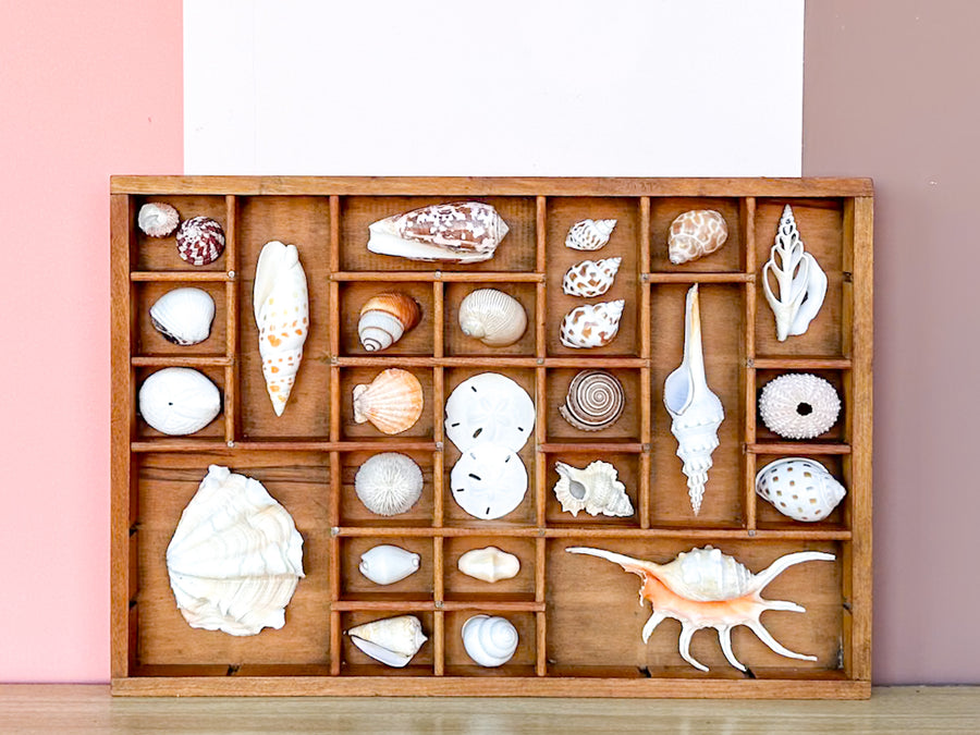 Petite Printers Tray Shell Display