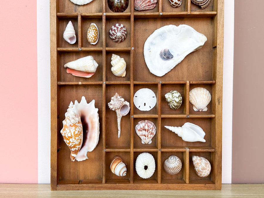 Petite Printers Tray Shell Display