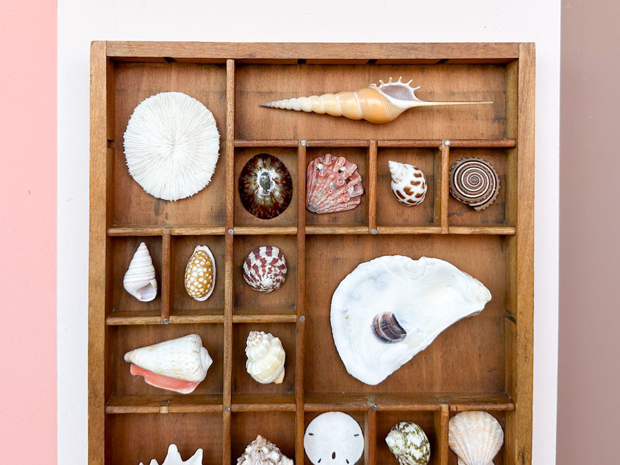 Petite Printers Tray Shell Display