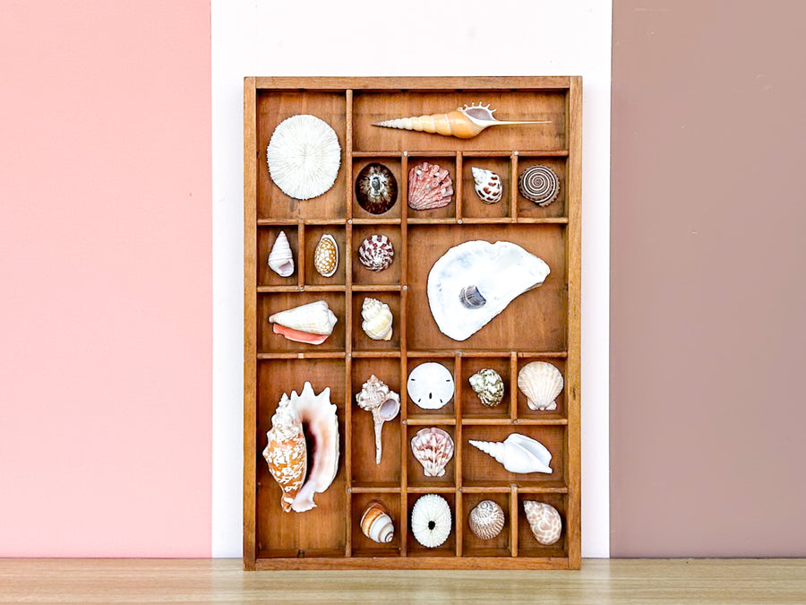 Petite Printers Tray Shell Display