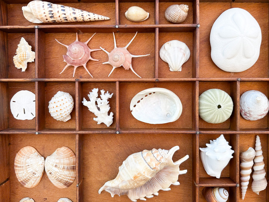Petite Printers Tray Shell Display