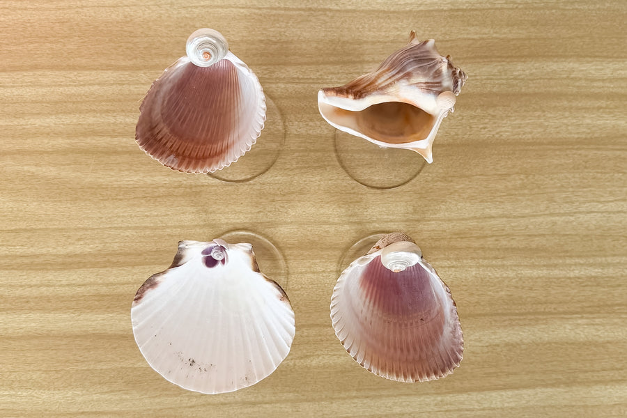 Set of Four Shell Chic Coupes