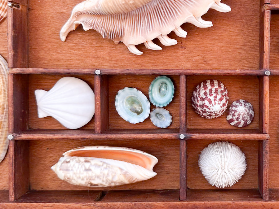 Large Printers Tray Shell Display