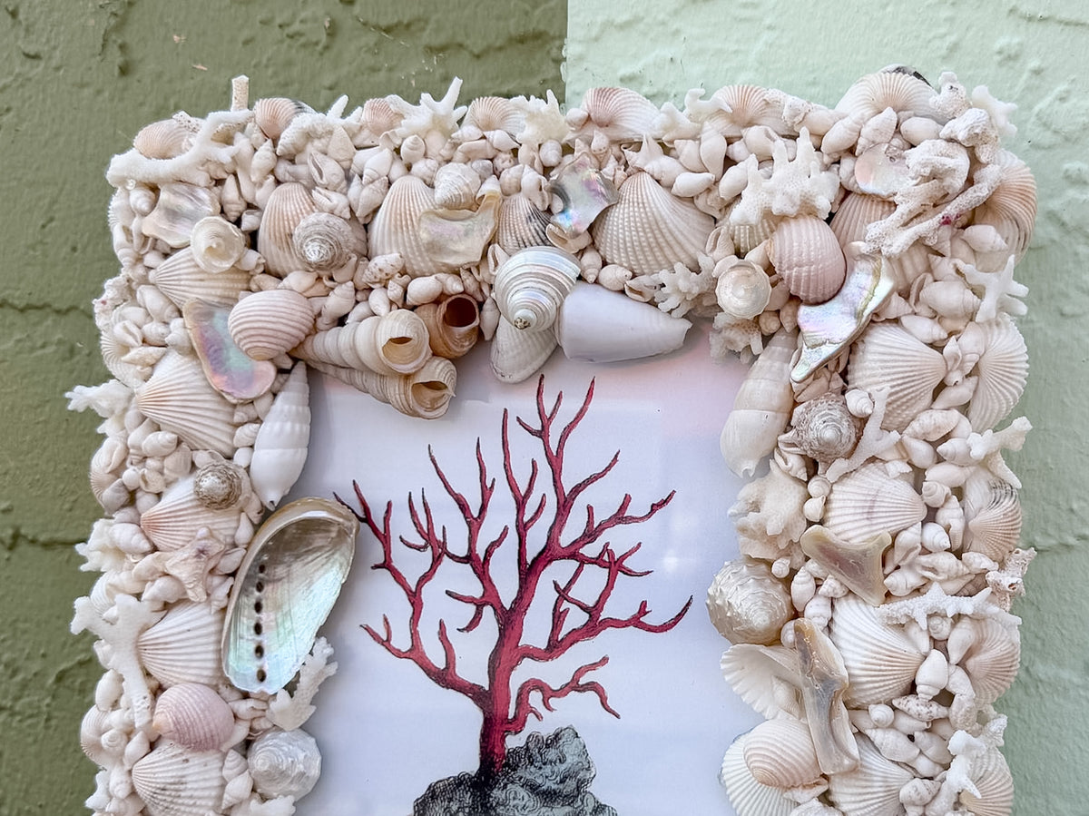 Shellegance Framed Vintage Coral Print