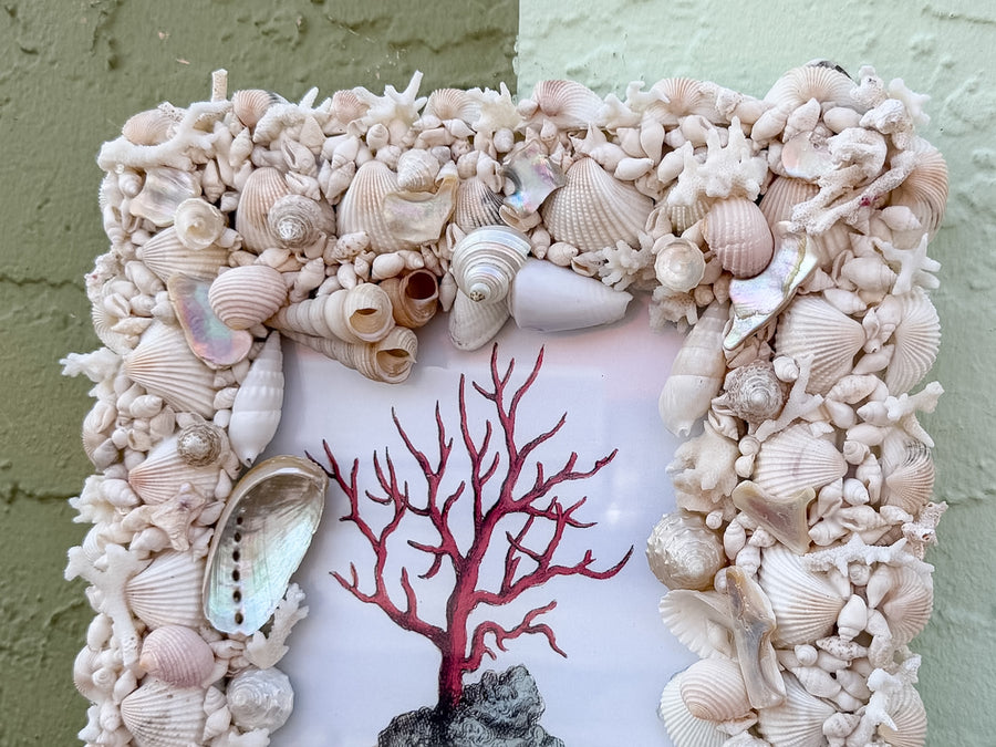 Shellegance Framed Vintage Coral Print