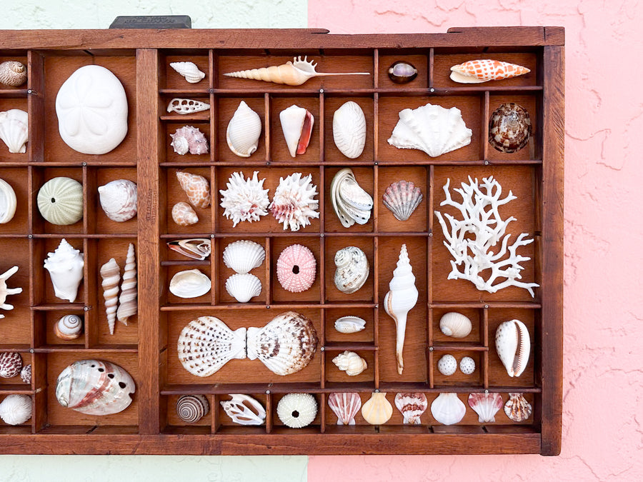 Large Printers Tray Shell Display