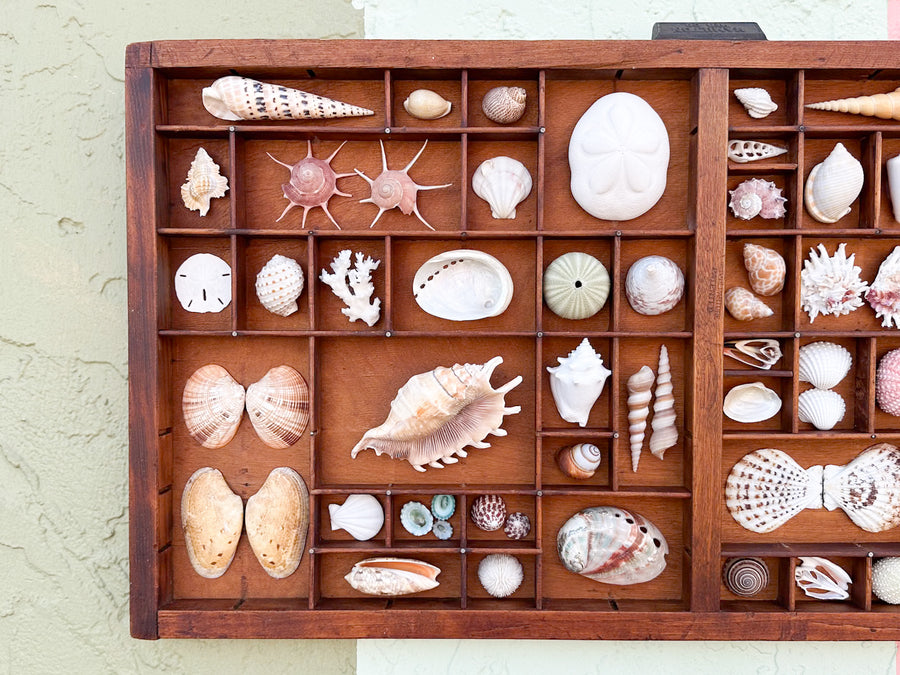 Large Printers Tray Shell Display