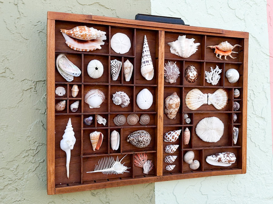 Large Printers Tray Shell Display