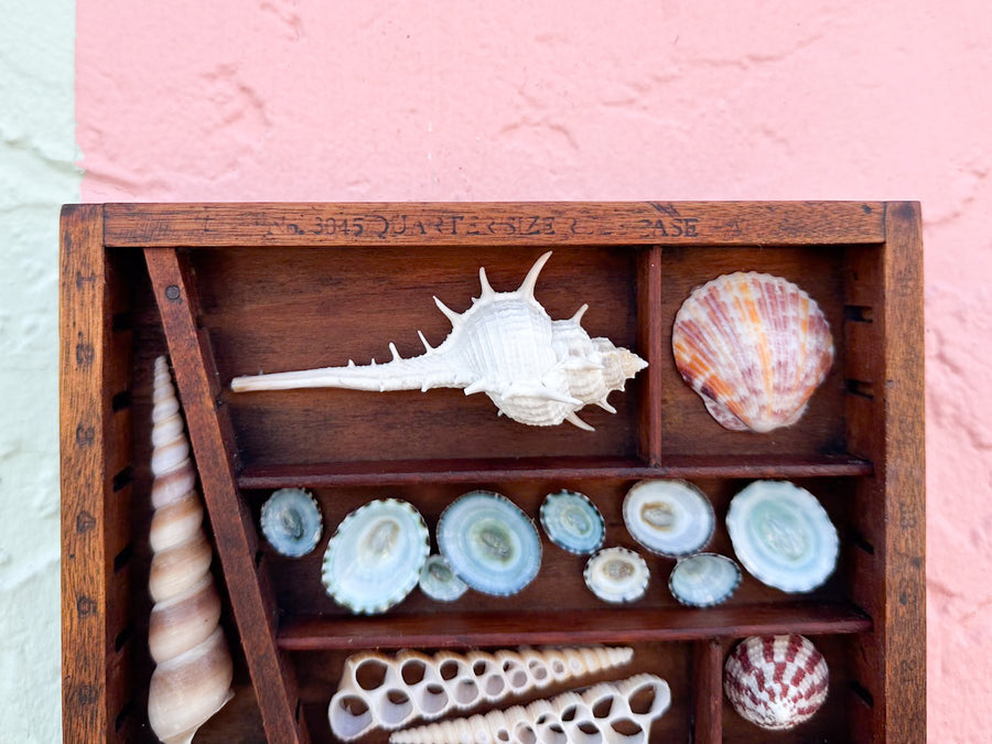 Petite Printers Tray Shell Display