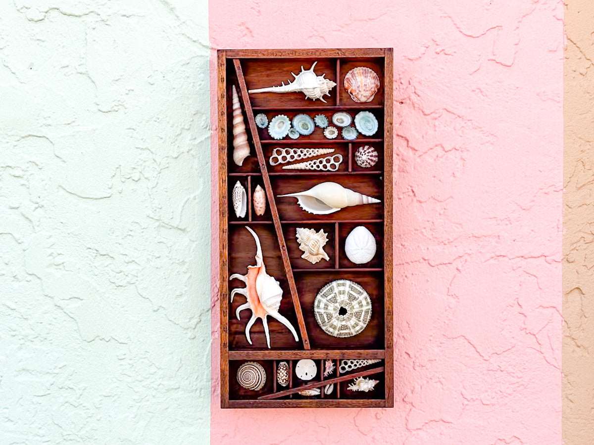 Petite Printers Tray Shell Display