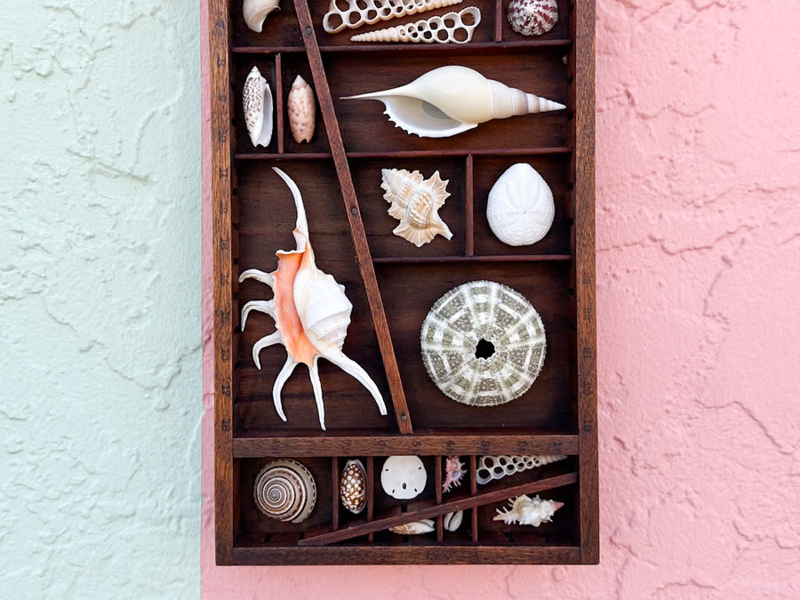 Petite Printers Tray Shell Display