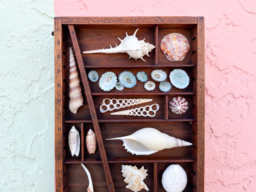 Petite Printers Tray Shell Display