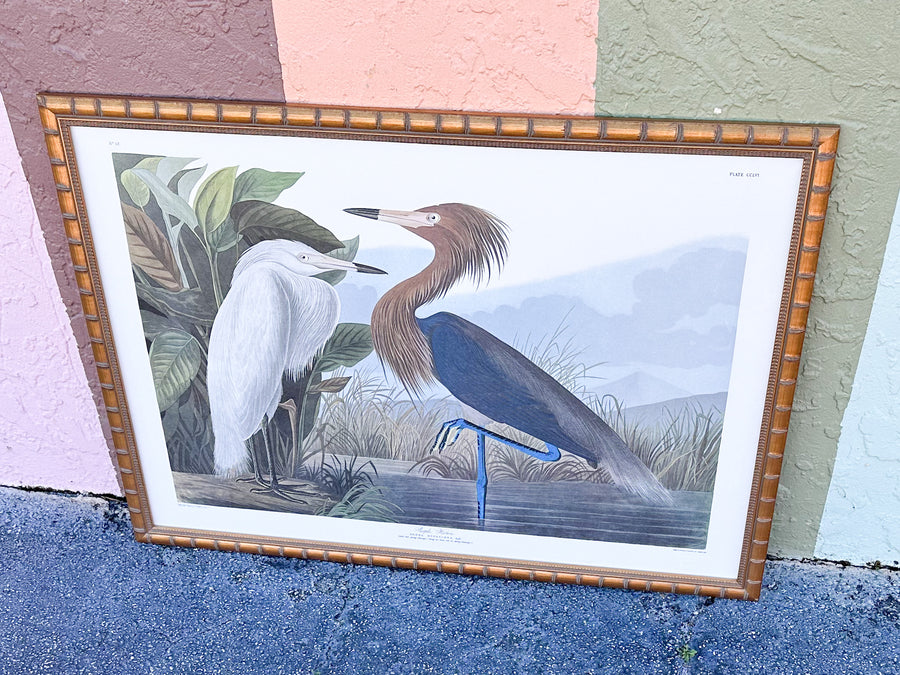 Audubon Society Framed Print