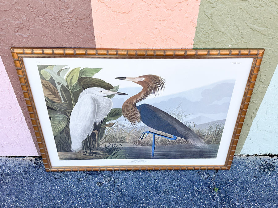 Audubon Society Framed Print