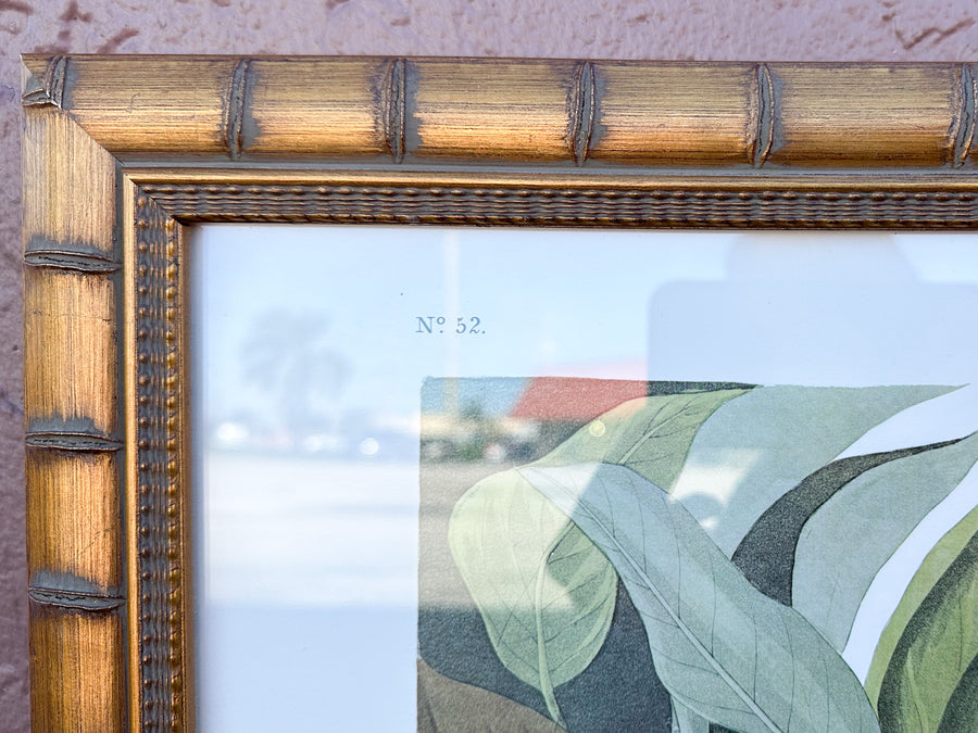 Audubon Society Framed Print