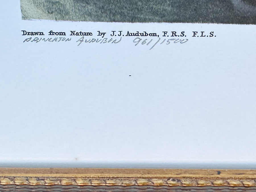 Audubon Society Framed Print