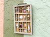 Painted Petite Printers Tray Shell Display