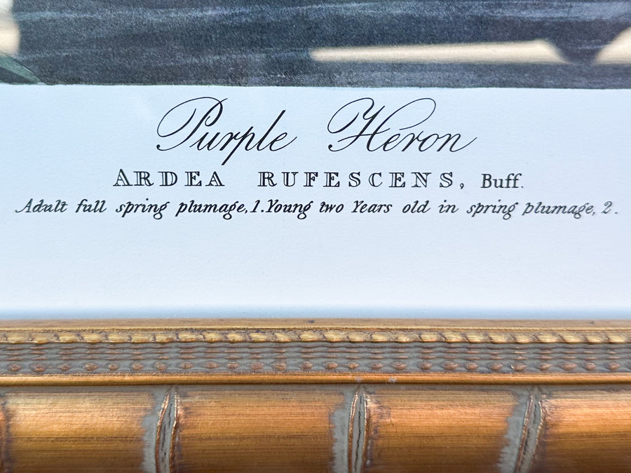 Audubon Society Framed Print