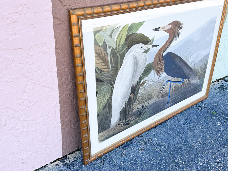 Audubon Society Framed Print