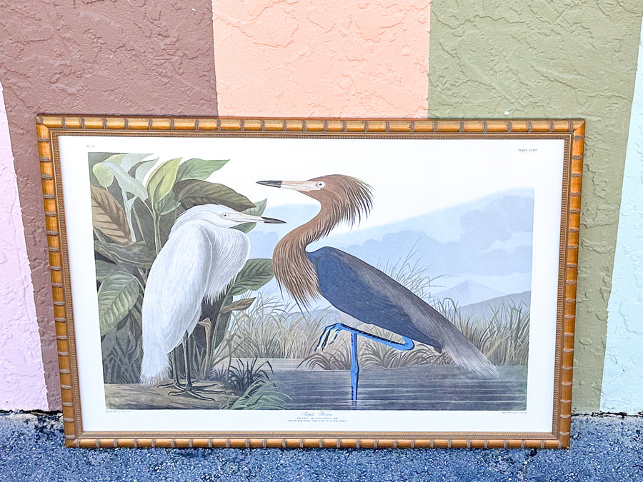 Audubon Society Framed Print