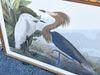Audubon Society Framed Print