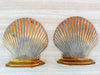 Brass Shell Bookends