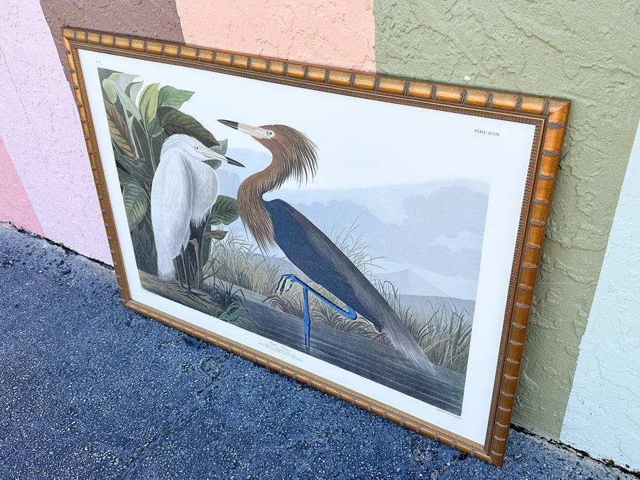 Audubon Society Framed Print