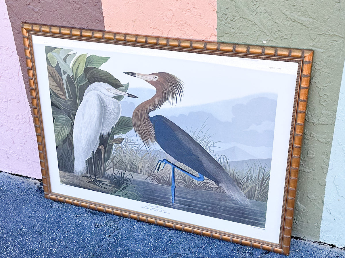 Audubon Society Framed Print