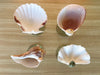 Set of Four Seafoam Shell Coupes