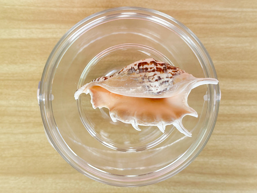 Spider Conch Lucite Ice Bucket