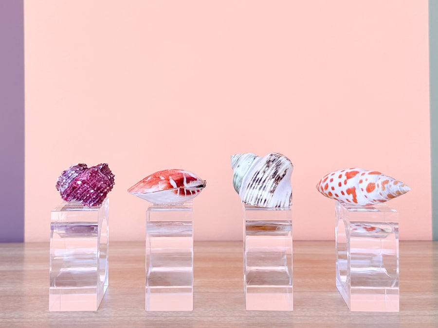 Set of Four Shell Lucite Napkin Rings
